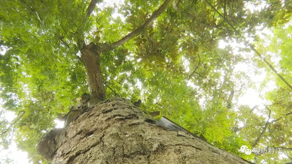 因為年代久遠,樹幹頂端還長滿了蘭草和骨碎補等借居植物.