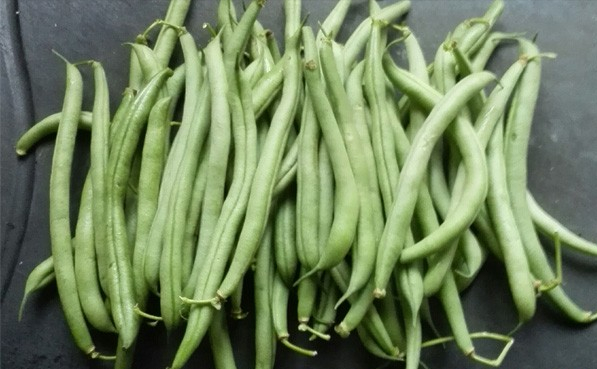 夏秋露地四季豆(菜豆)如何种植?