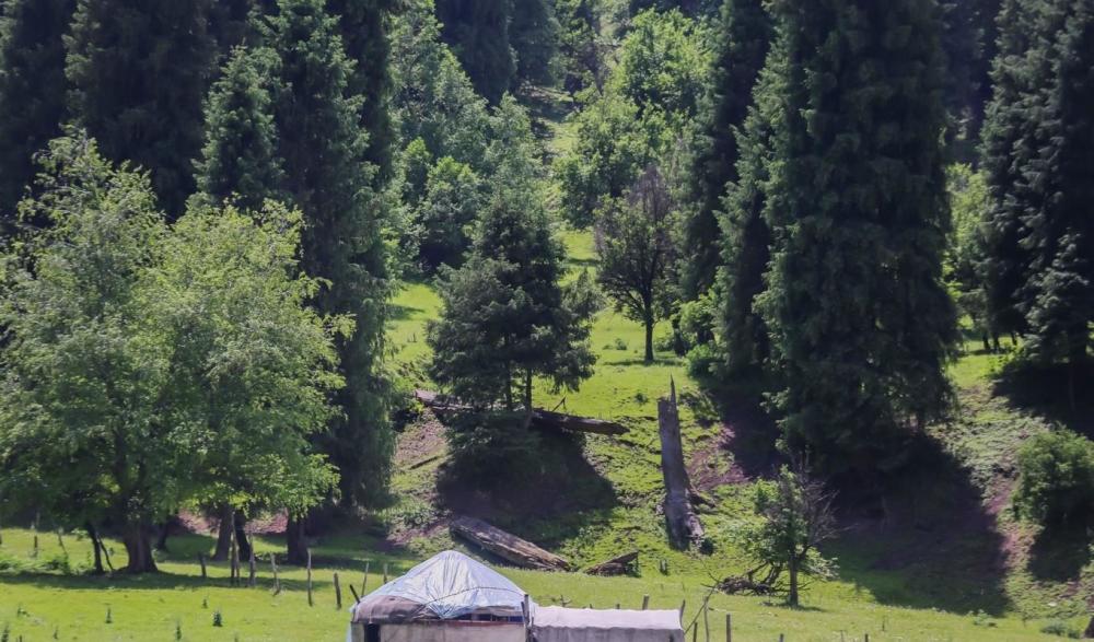 新疆有片国内最大原始云杉林,被誉为人间仙境,4a景区门票只要60