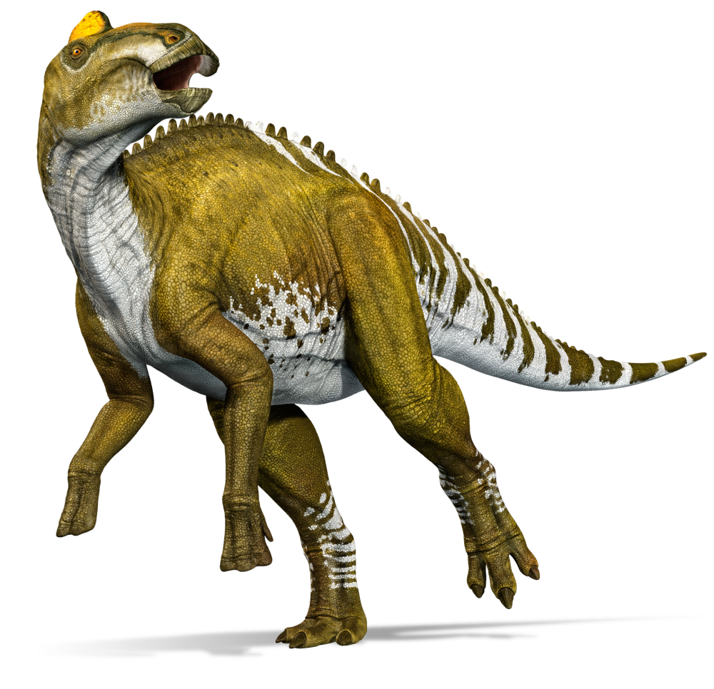 一段属于埃德蒙顿龙(edmontosaurus)的尾椎上发现了少年霸王龙的咬痕