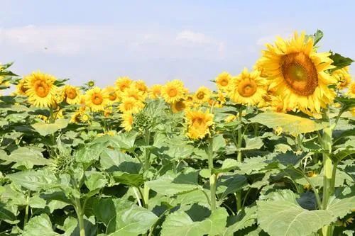 賀蘭山下這片向陽花海已進入花期