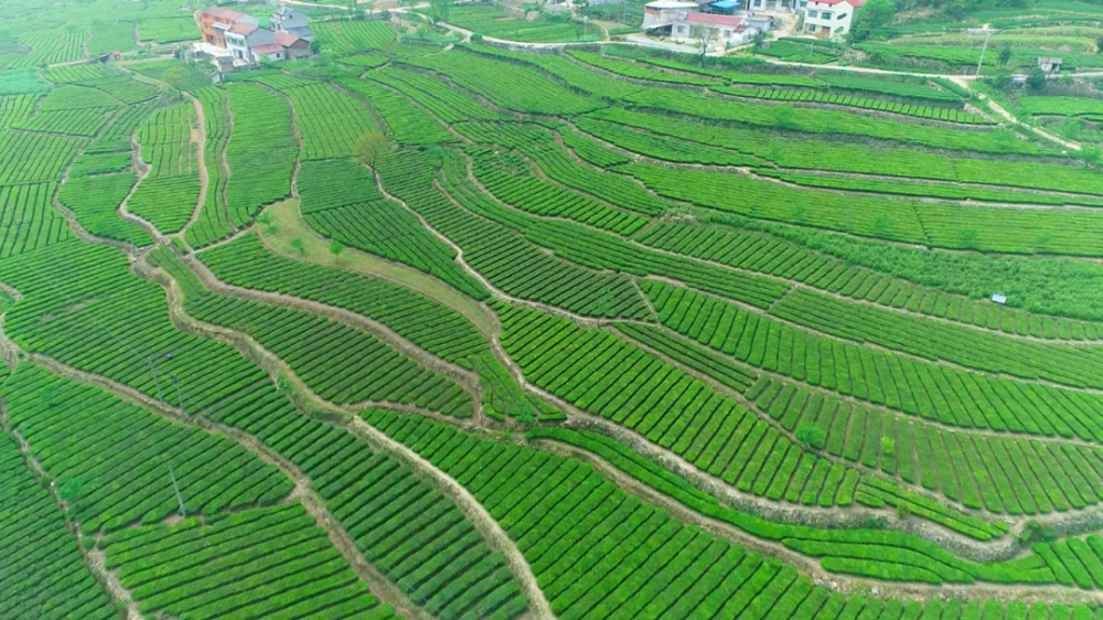 【突围经济发展 实现绿色崛起】 杨柳湾镇:聚焦十大工程 打造"一谷三