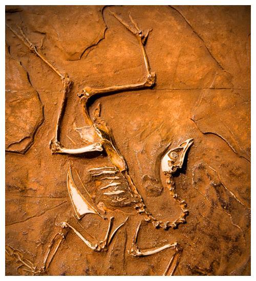 1864年美国士兵逮到只翼龙,两翼宽16米,还留下合影,是真是假?