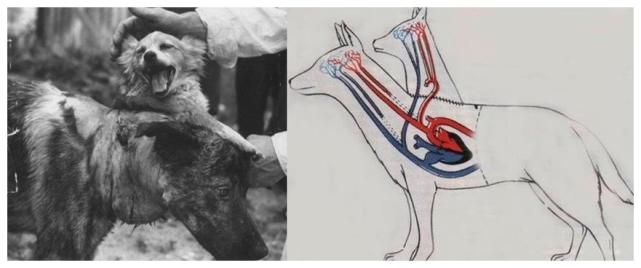 猴子|换头手术|科学家|古斯里|宇宙