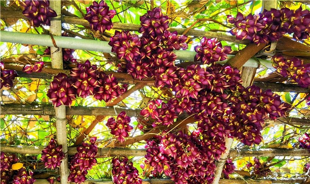 佛山渔耕文化园禾雀花头春意闹这个周六周日最适合赏花