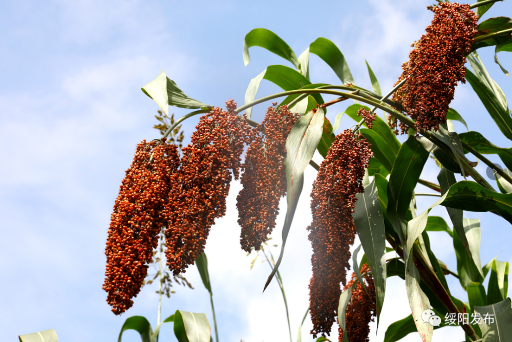 时下,在该县枧坝镇黄鱼社区,一串串穗红粒满的高粱穗压弯了枝头,犹如