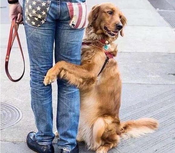狗狗抱人的腿其实有几个意思很多主人都不知道
