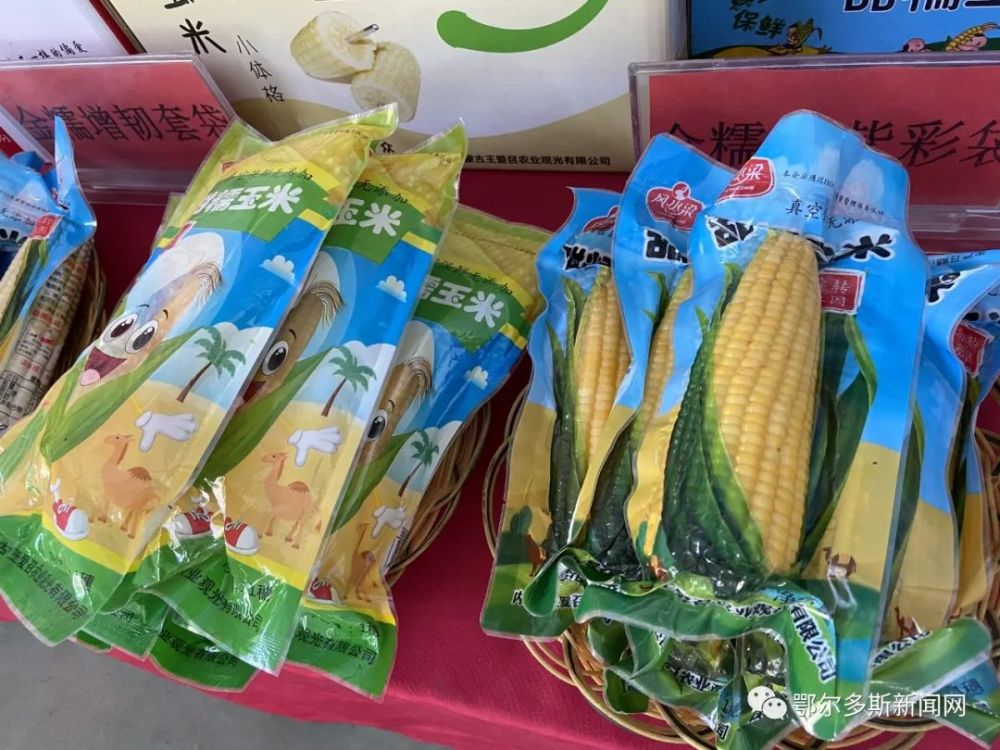 我家住在黄河边▏达拉特旗风水梁镇鲜食玉米让农民尝到甜头