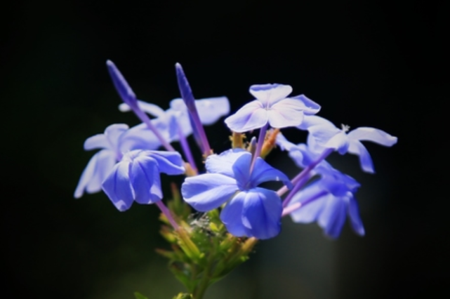 8月下旬 桃花连枝 前缘复原 3大星座邂逅旧情人 一直念念不忘 腾讯新闻