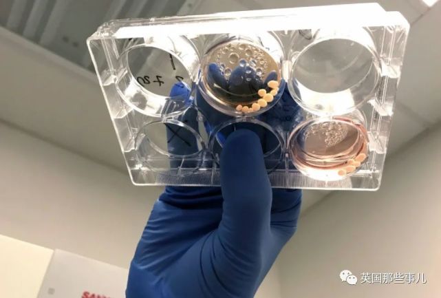 科学家用培养皿制作出人类大脑还让它长出眼睛细思极恐