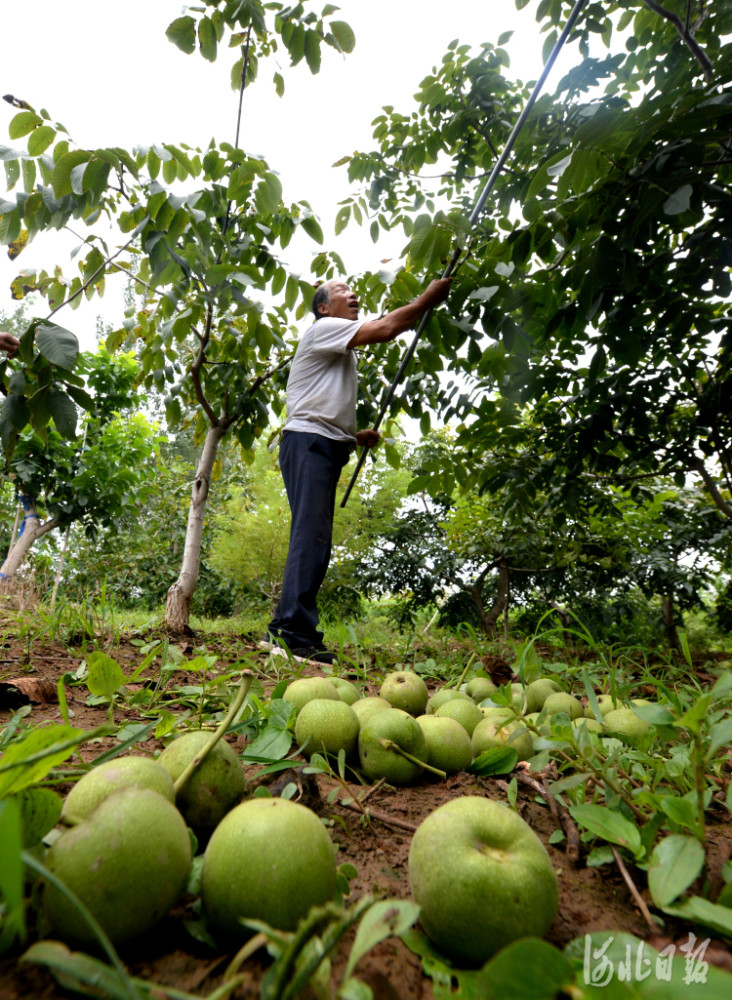 河北涞水麻核桃产业助农增收