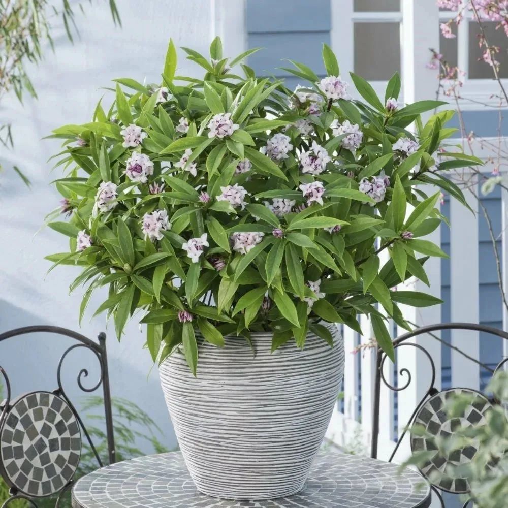 养好盆栽瑞香花除了要有合适的环境盆土足够透气也是关键