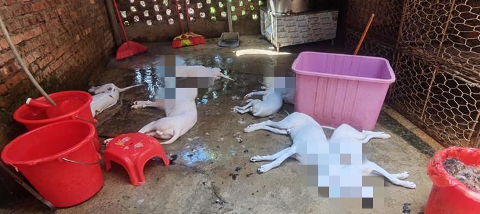 一民宅内传出狗的惨叫声……执法人员查处现场老板正忙杀狗