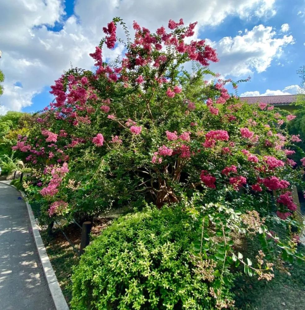 據說能帶來好運的花出現在了虹口各大公園