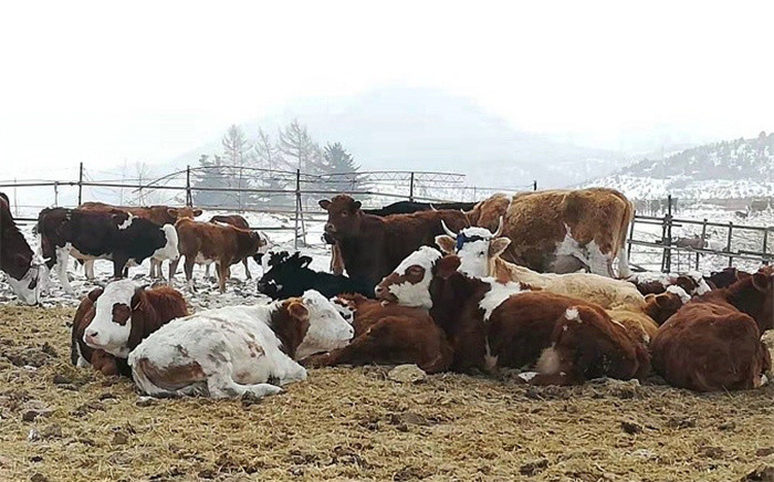 牛劲十足开新局舒兰市发展肉牛产业纪事