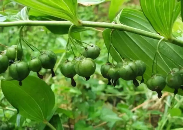 黄精果实