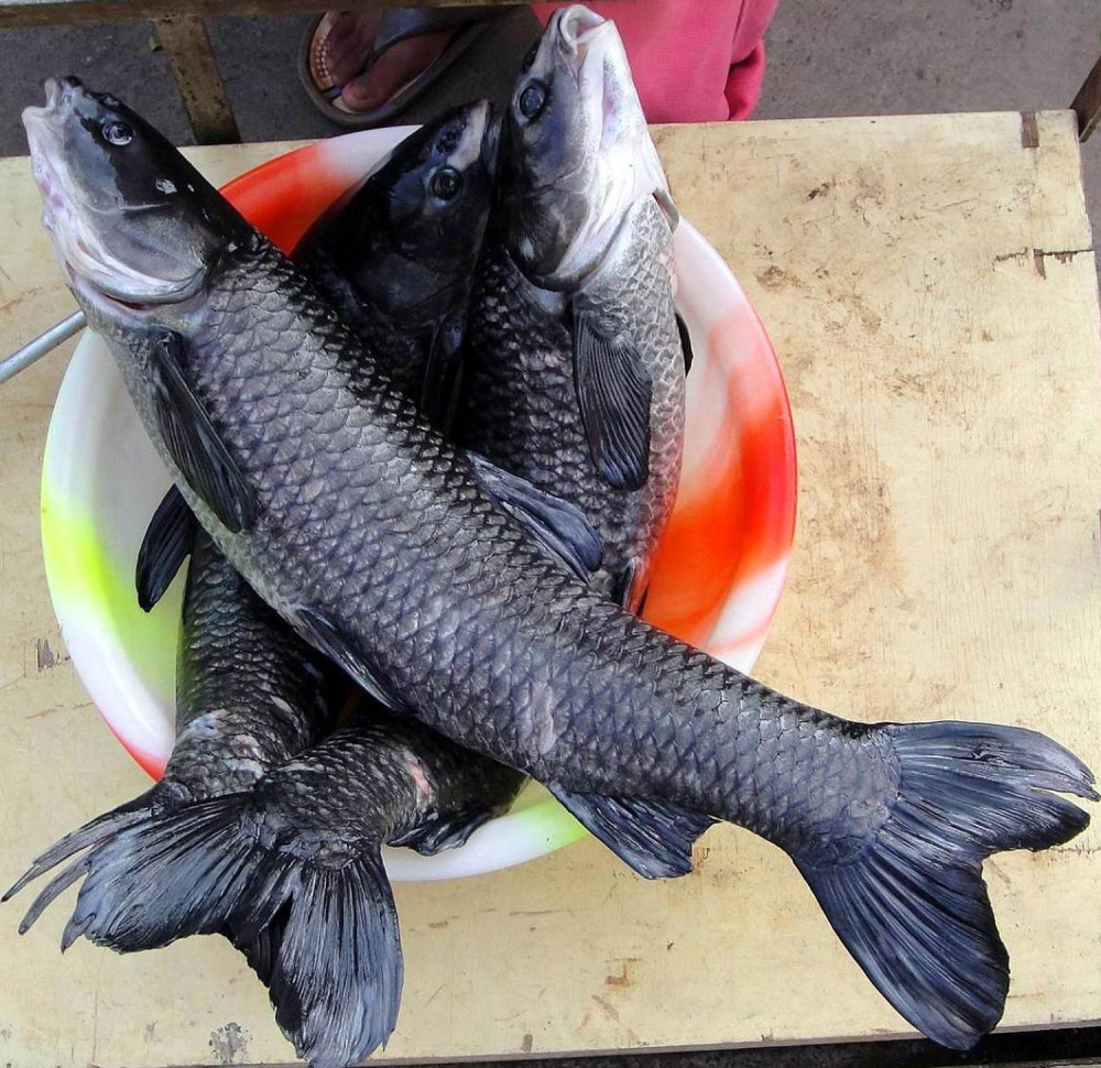 为什么青鱼是肉食性鱼类会喜欢吃素呢?青鱼的摄食习性和用饵技巧