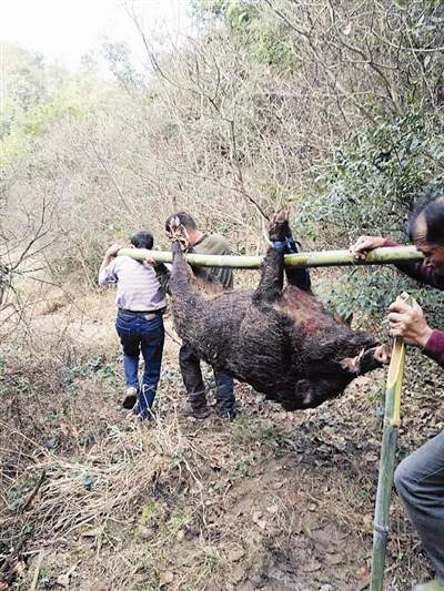 全国6个省市开放野猪捕猎农民不再受野猪侵扰野猪肉能吃吗