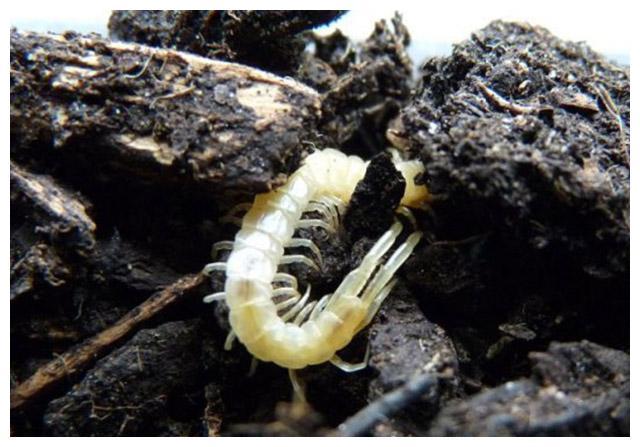 19年前挖掘雷峰塔,从金盒子里爬出一只白色蜈蚣,真相是怎样?