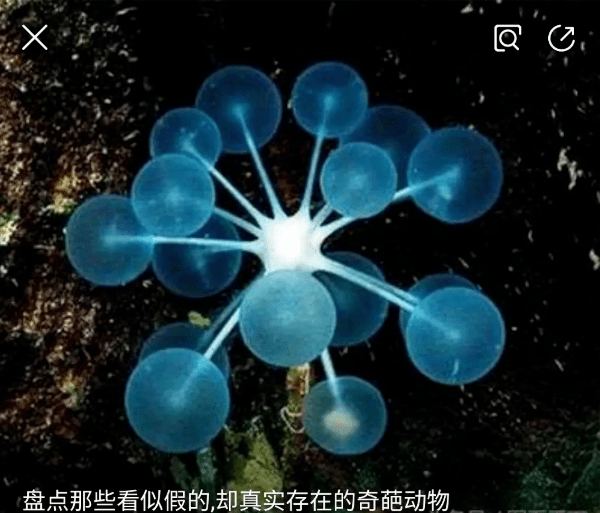 但大自然无奇不有,乒乓球树海绵不仅存在,而且还是食肉动物!