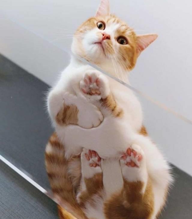 天气这么热,为什么猫咪还是喜欢"揣手手"?原因很简单