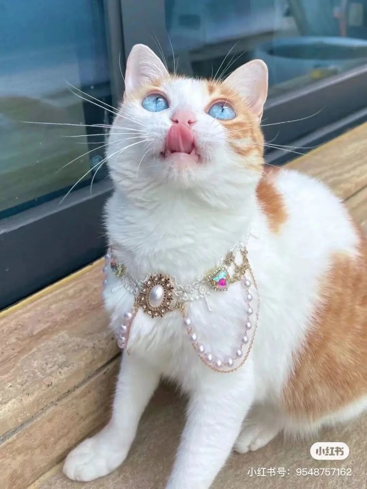 金发碧眼双眼皮这猫我说一句橘中最美不过份吧