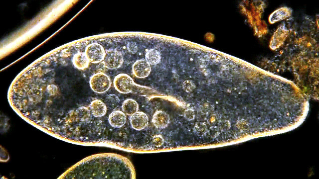 tips:單細胞生物只由單個細胞組成,而且經常會聚集成為細胞集落.