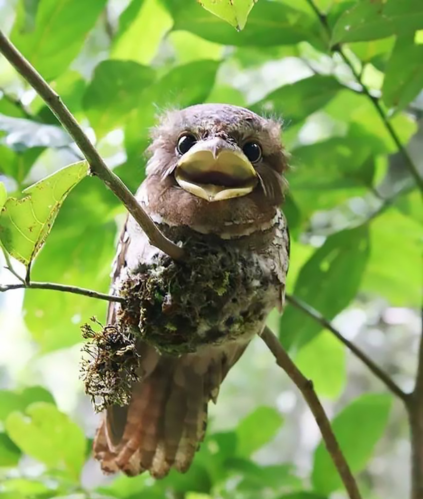 云南普洱发现罕见黑顶蟆口鸱天生头顶炸毛长相潦草的伪装大师