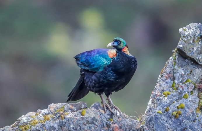 中国特有的彩虹鸟是全球最美鸟类之一能折射出100多种颜色