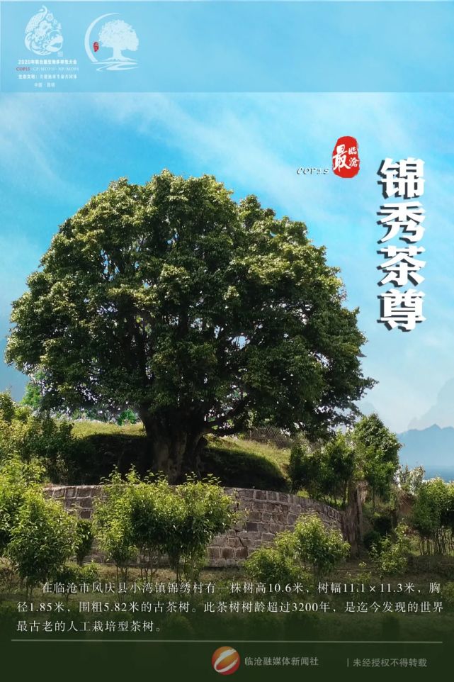 cop15最临沧丨 临沧生物多样性之美——锦秀茶尊