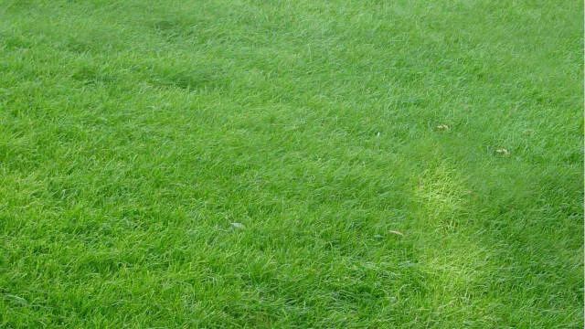 什么的草坪,草坪一般用什么草