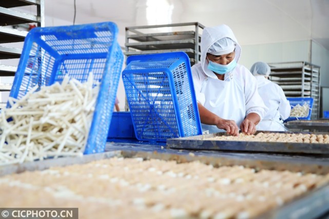 山東青島寵物食品生產忙