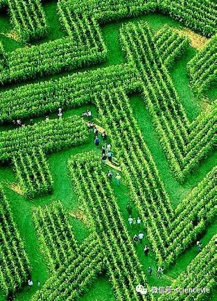 为了赚更多钱美国农民把玉米地变成了迷宫