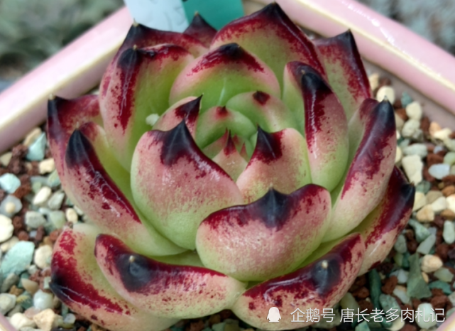 目前大热又超级贵的多肉蓝龙,你知道它的来历和为什么那么贵吗?