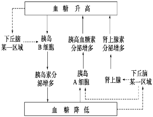 除了上述介绍的1型糖尿病发病机制,另一种发病机制是机体出现胰岛素