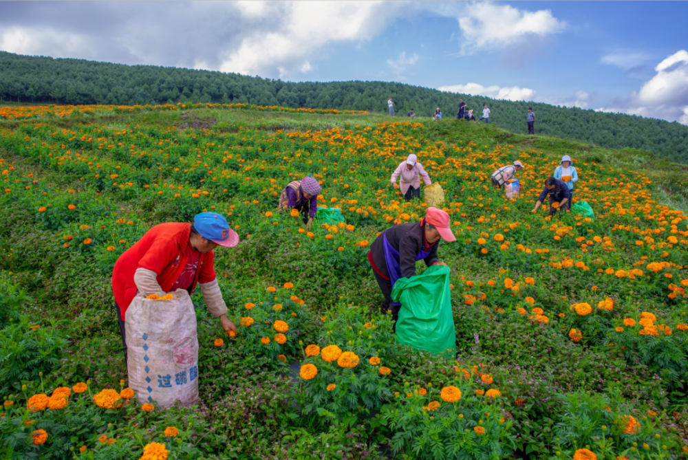 水磨镇万寿菊种植开辟群众致富新路子