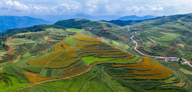 万寿菊种植开辟群众致富新路子|农户|万寿菊|水磨镇|合作社|鲁甸县