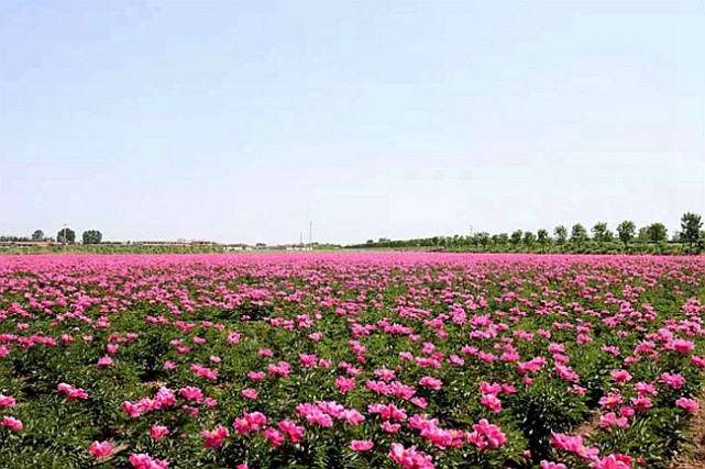 怀柔牡丹花海艺术节图片