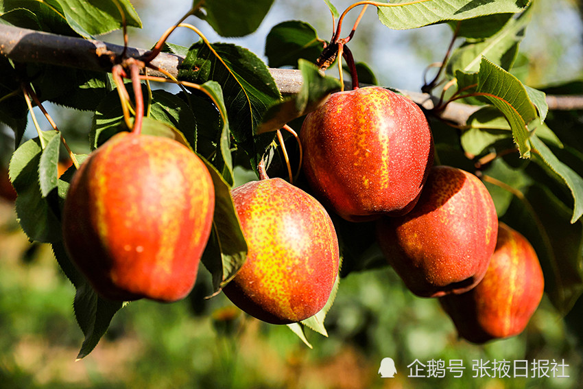 张掖农场红梨为果农振兴增添新动力