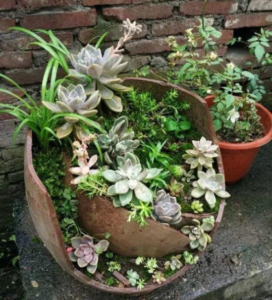 家里的破瓦罐破坛子丢了真可惜用来养多肉别有一番韵味