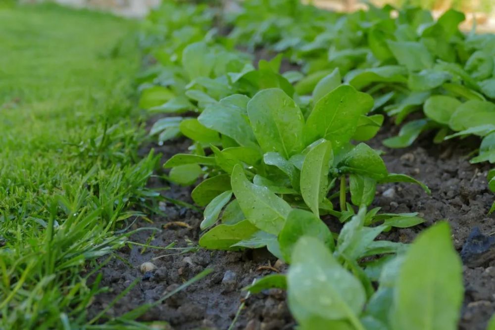 2021年中國菠菜產業數據簡析