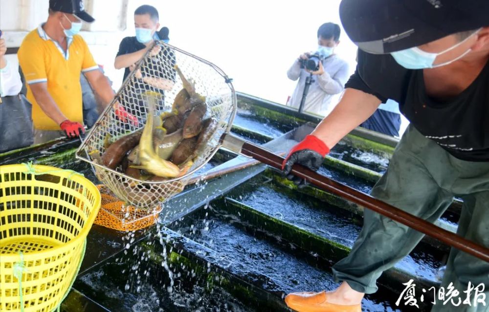 梭子鱼,巴浪鱼和红娘鱼等冰鲜类有鹦哥鱼,马面鱼,赤鯮鱼,活鲜包括石斑