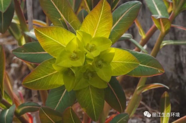 【生物多样性百科】黄苞大戟