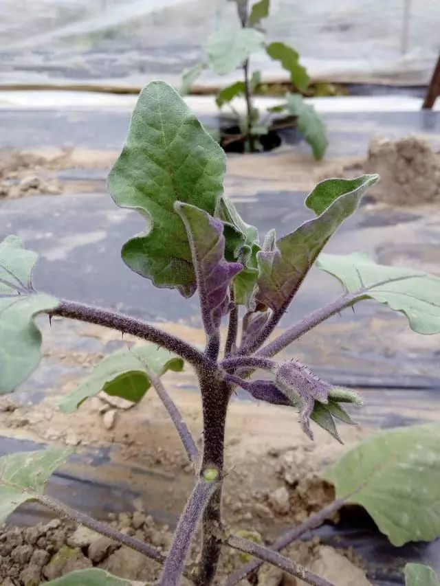 保持茄子植株在生长的过程当中,始终都有两根挂果枝条, 这样的方式