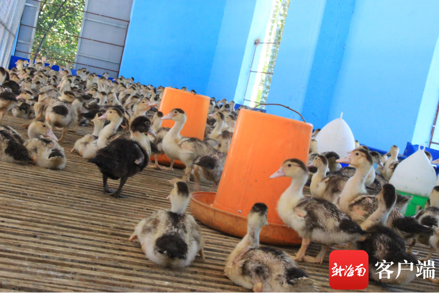 琼海嘉积鸭养殖将迎来"春天"_腾讯新闻
