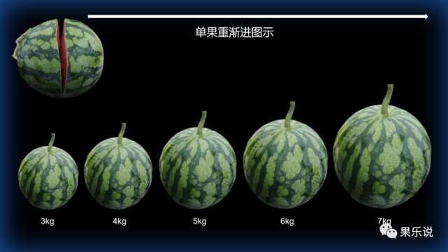 常见西瓜类(十四):麒麟瓜规格与包装