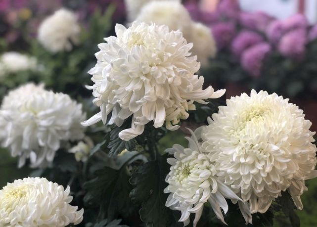 七月十四中元节,桌上"5宝"不能少,老传统别丢,来年添福添寿