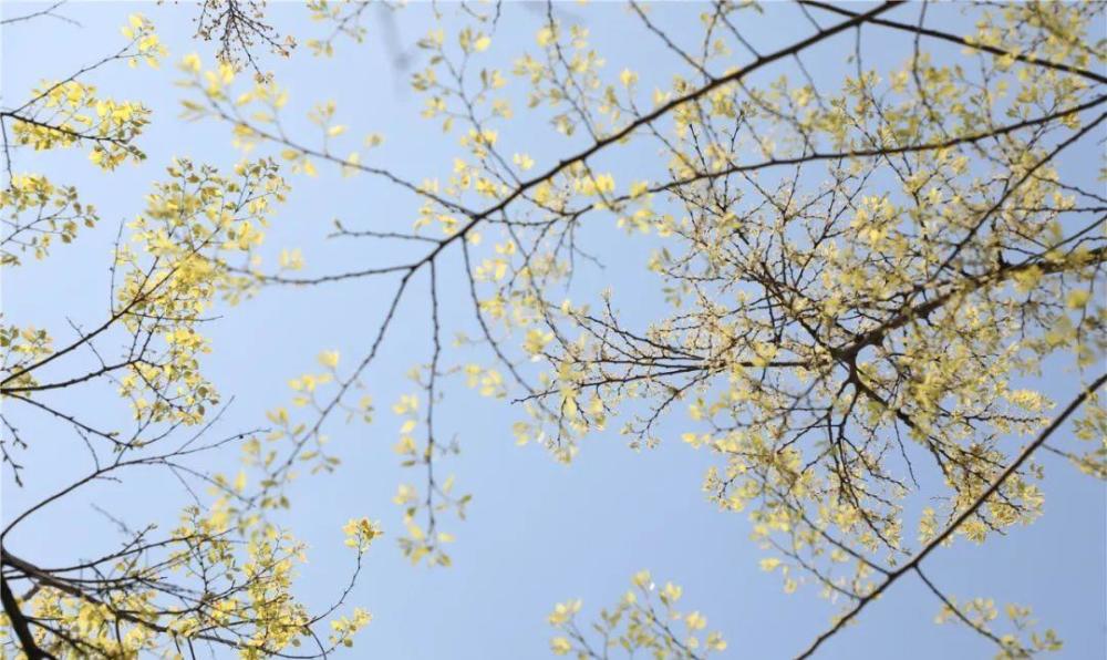 花红柳绿春意浓,正值人间最美四月天.杏粉樱黄,小麦拔节,油菜花香.