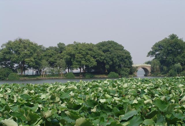 麴院風荷在西湖北岸,蘇堤北端的西側,以觀賞夏日荷花為主題,給人們