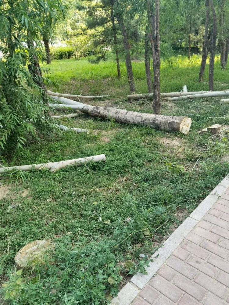 临河一小区绿化树木被砍这是为何